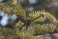 Picea koraiensis