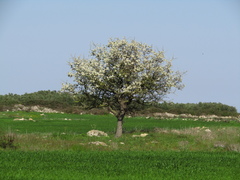Pyrus spinosa