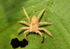 Heteropoda javana