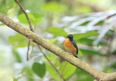Cyornis rufigastra