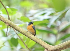 Cyornis rufigastra