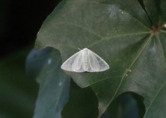 Arctornis submarginata