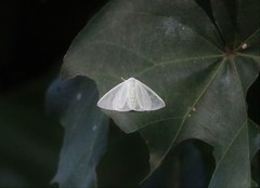 Arctornis submarginata