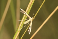 Pterophorus innotatalis