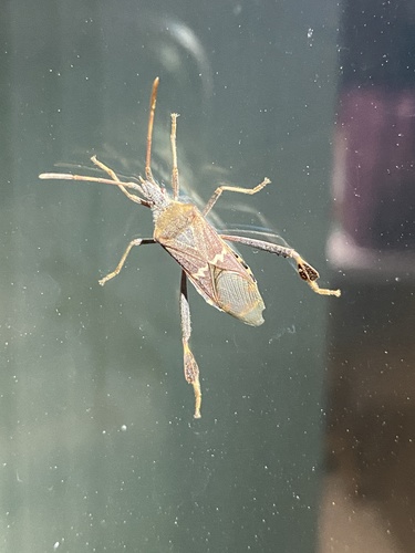 iNaturalist observation photo of Western Leaf-footed Bug