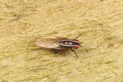 Poecilohetaerella dubiosa
