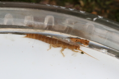 Austroperla cyrene