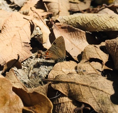 Electrostrymon guzanta