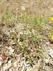 Scutellaria californica