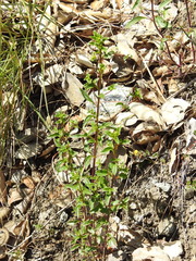 Scutellaria californica