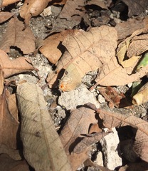 Electrostrymon guzanta