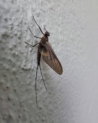 Ephemeroptera