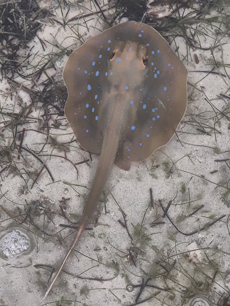 Oceania Fantail Ray