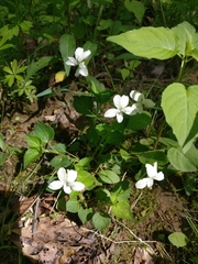 Viola striata