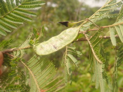 Albizia bernieri