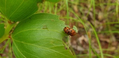 Calomela crassicornis