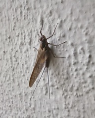 Ephemeroptera