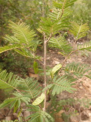 Albizia bernieri