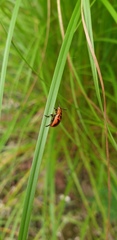 Calomela crassicornis