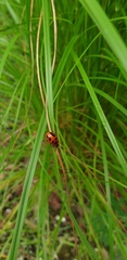 Calomela crassicornis