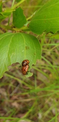 Calomela crassicornis