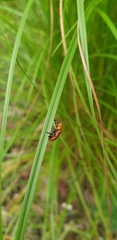 Calomela crassicornis