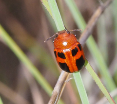 Calomela crassicornis