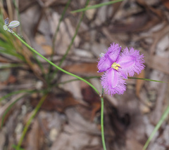 Thysanotus banksii