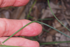 Thysanotus banksii