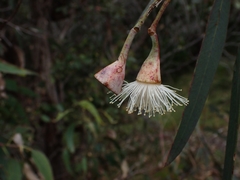 Eucalyptus longifolia
