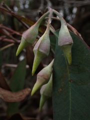 Eucalyptus longifolia