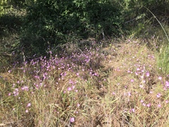Clarkia cylindrica