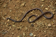 Calliophis intestinalis
