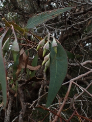 Eucalyptus longifolia