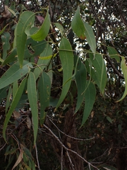 Eucalyptus longifolia