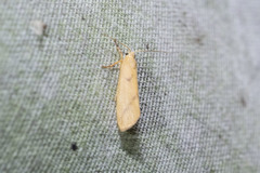 Notata parva