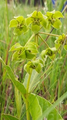 Asclepias fulva