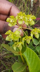 Asclepias fulva