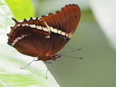 Siproeta epaphus