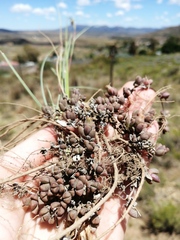 Mossia intervallaris