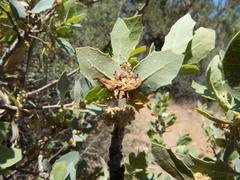 Disholcaspis pedunculoides