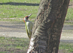 Picus viridis