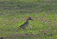 Picus viridis