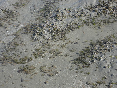 Halophila