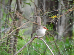 Malurus cyaneus cyanochlamys