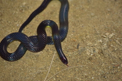 Calamaria lumbricoidea