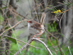 Malurus cyaneus cyanochlamys