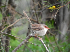 Malurus cyaneus cyanochlamys