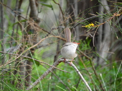 Malurus cyaneus cyanochlamys