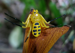 Platythomisus octomaculatus